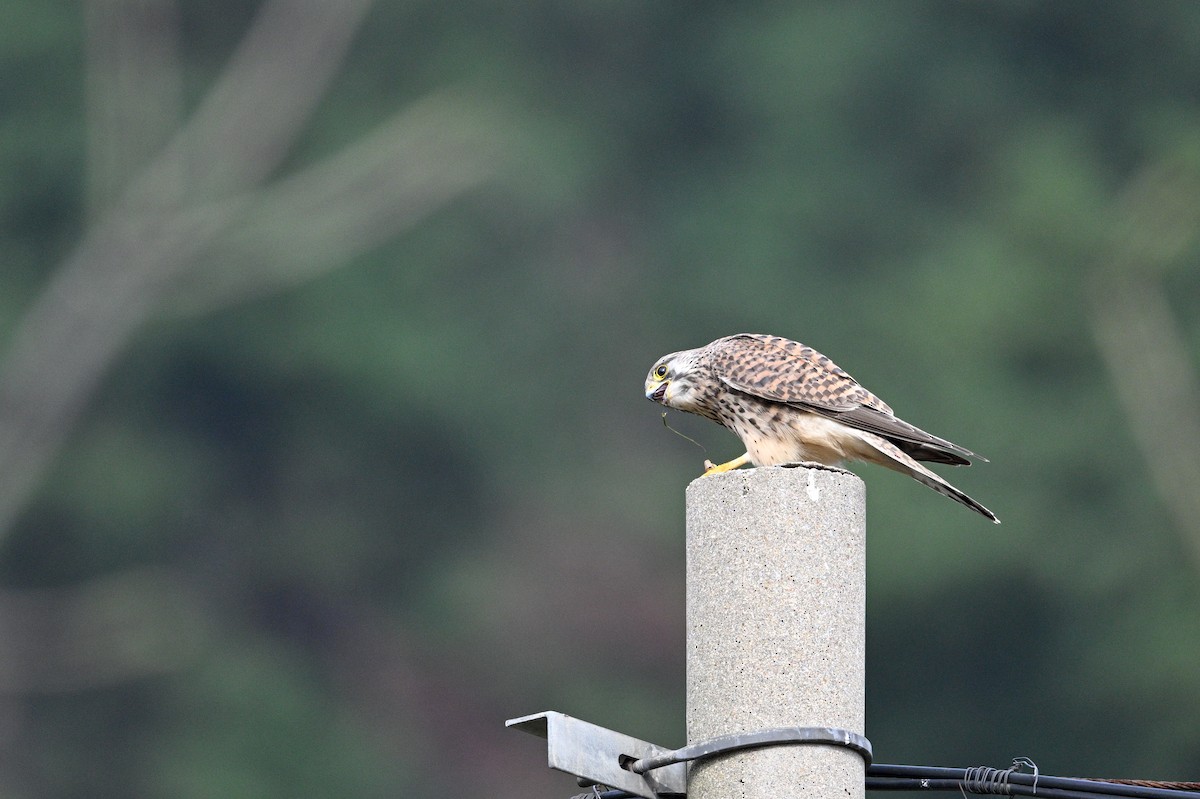 poštolka obecná - ML646343616