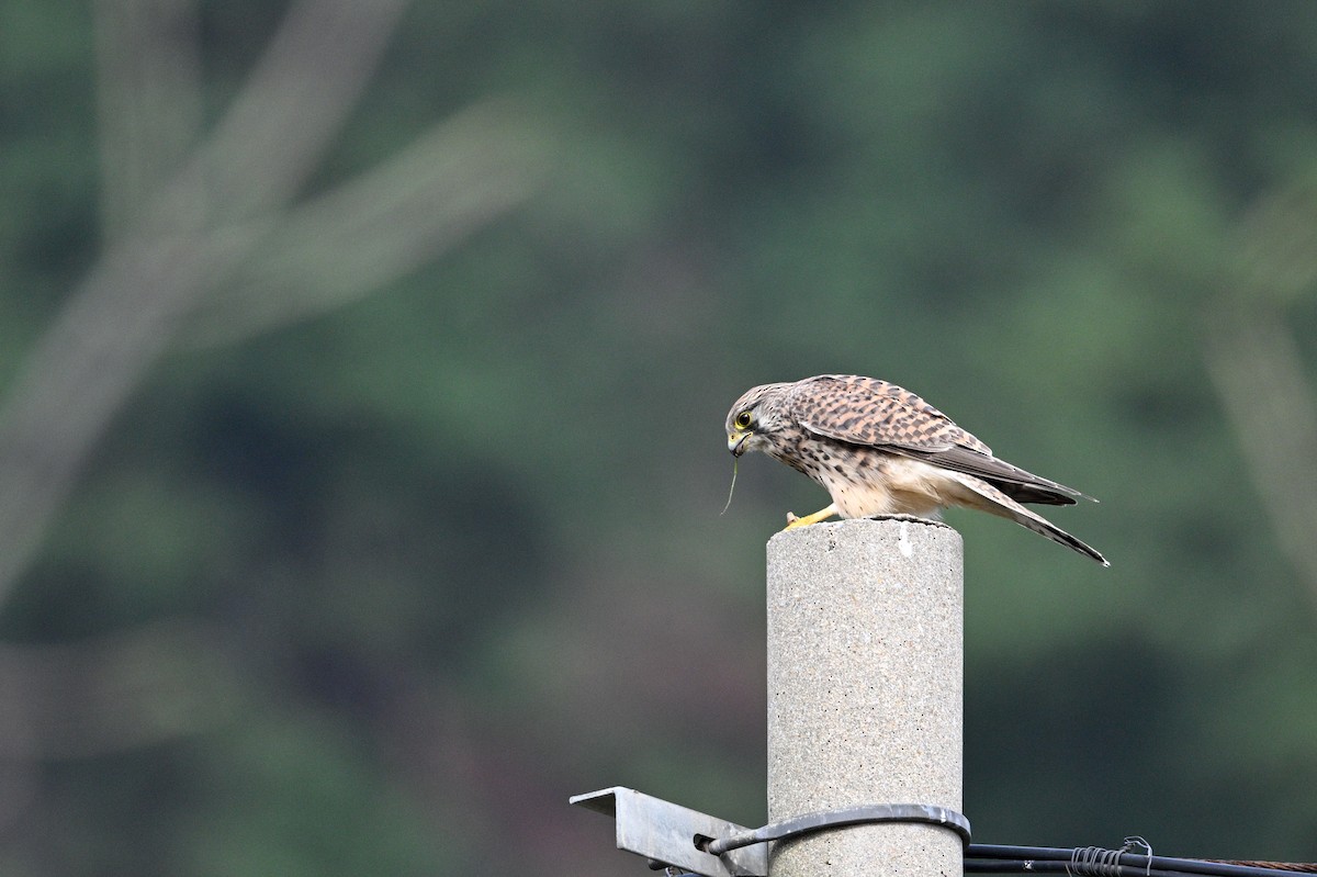 poštolka obecná - ML646343617