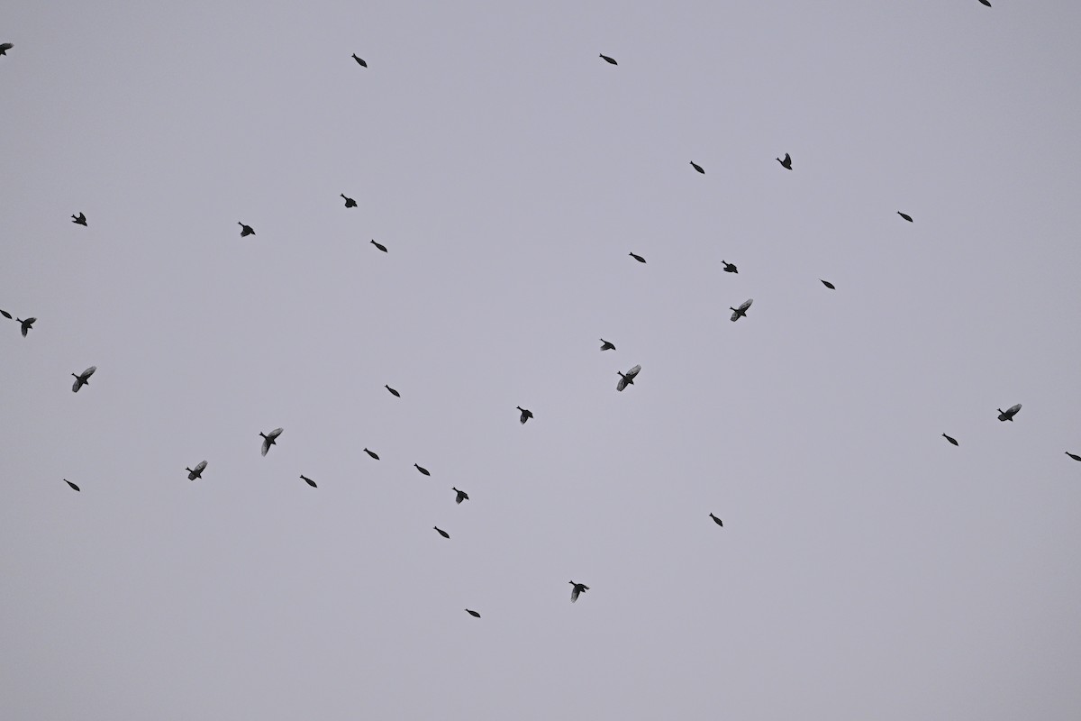 zvonek čínský - ML646343618