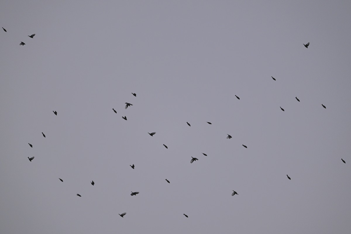 zvonek čínský - ML646343619