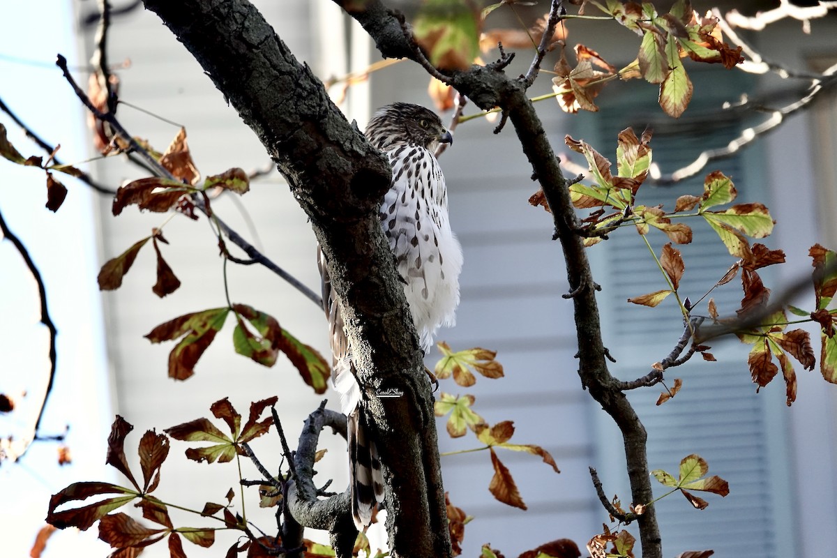 Cooper's Hawk - ML646343621