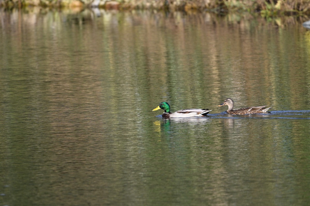 kachna divoká - ML646343622