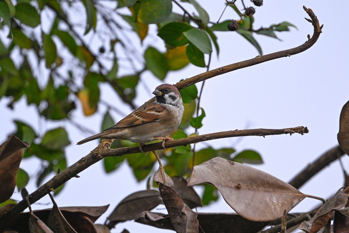 Gorrión Molinero - ML646343626