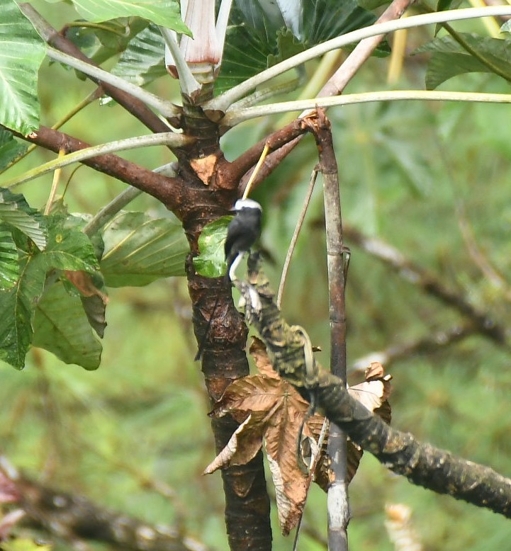 Long-tailed Tyrant - ML646343627