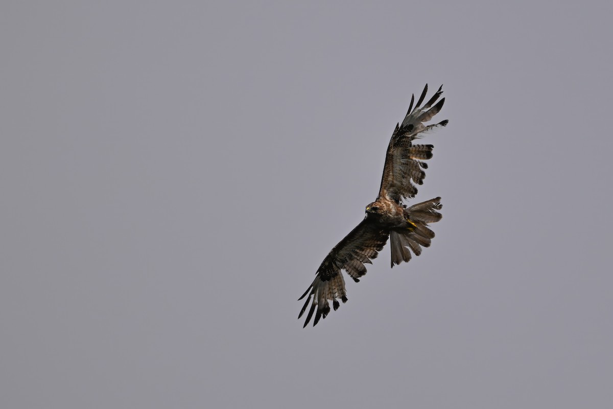 káně východní - ML646343629