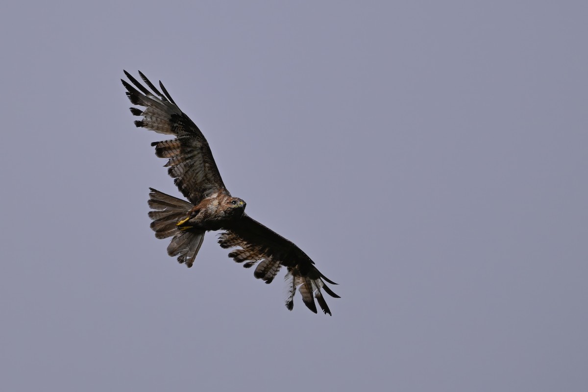 káně východní - ML646343630