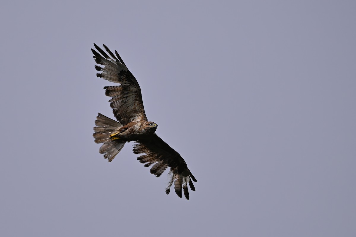 káně východní - ML646343632