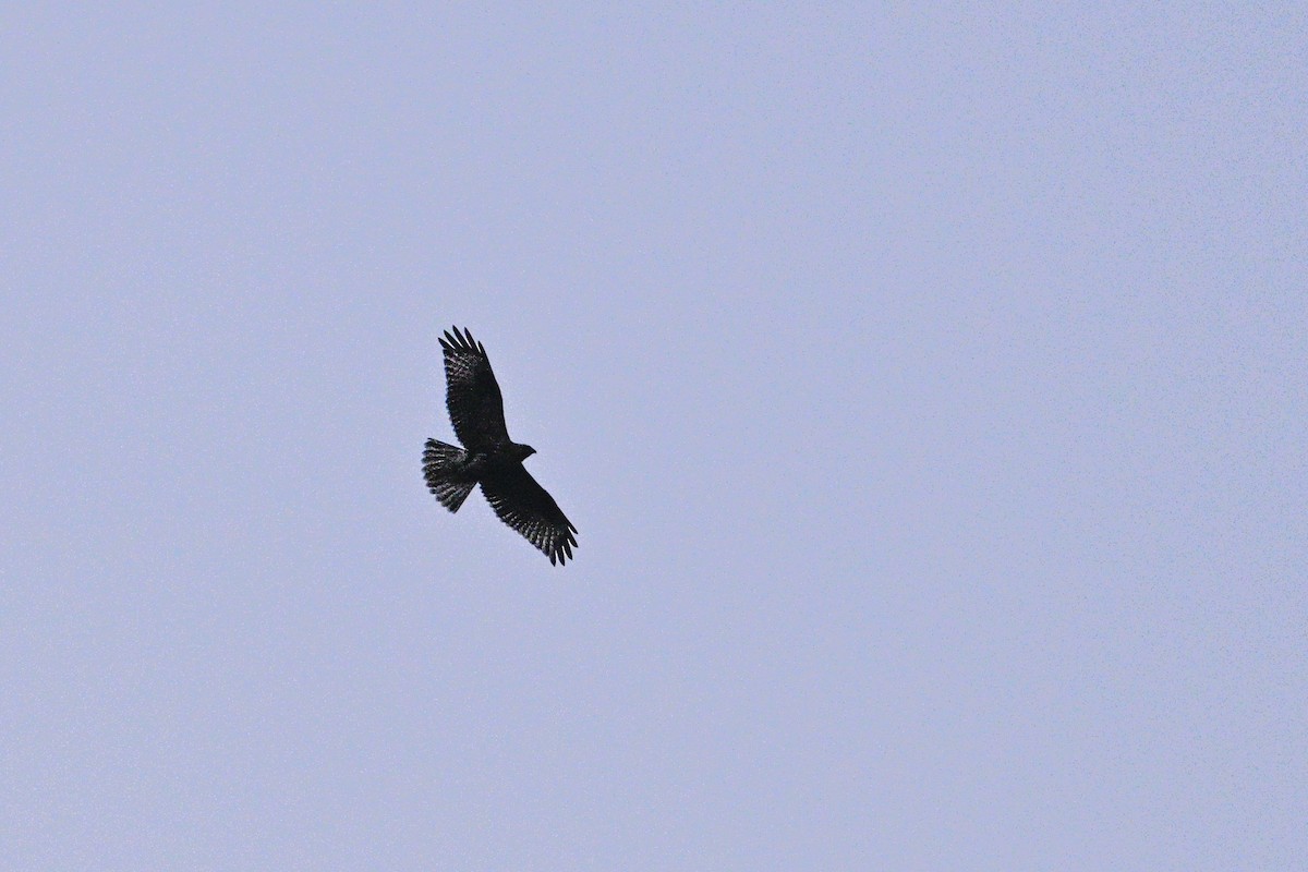 káně východní - ML646343633