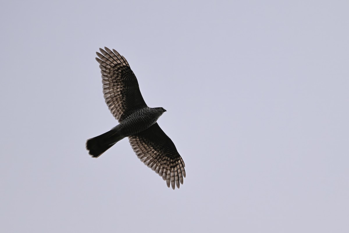 krahujec obecný - ML646343640