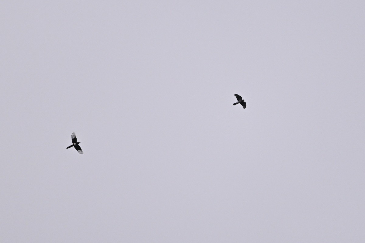 krahujec obecný - ML646343641