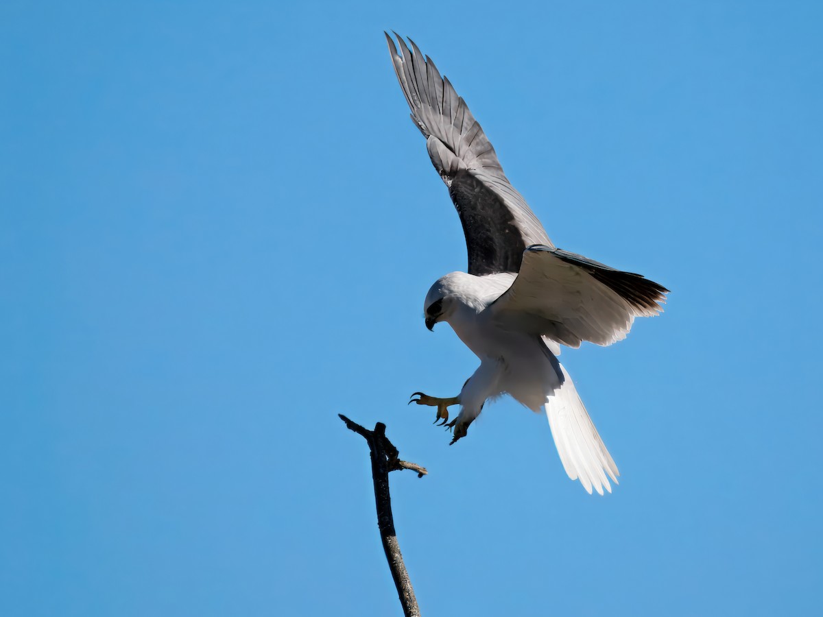 Black-shouldered Kite - ML646343642