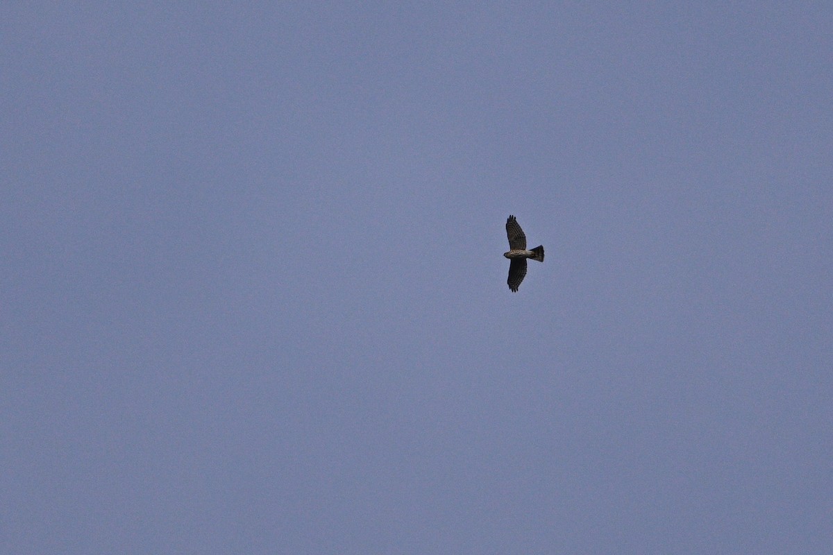 krahujec menší - ML646343643