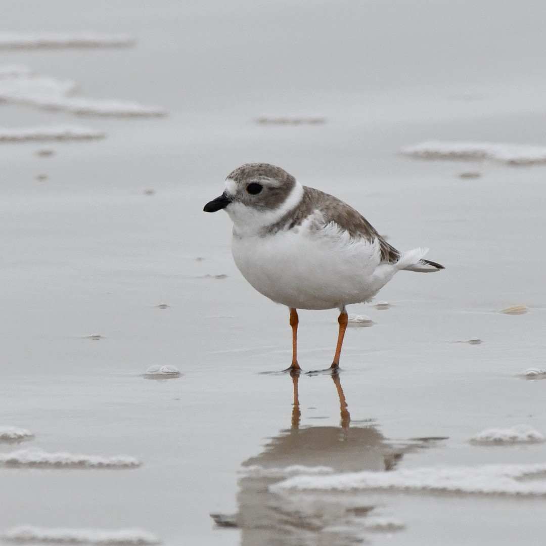 Piping Plover - ML646343645