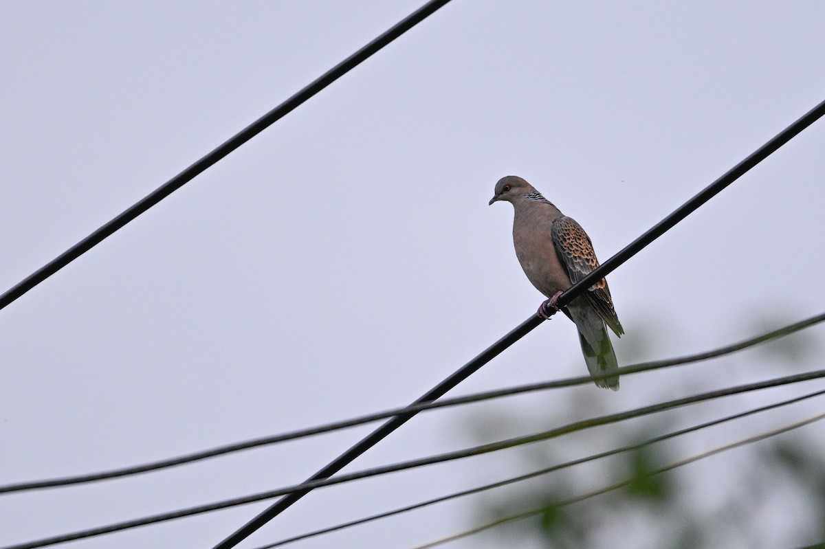 hrdlička východní - ML646343653