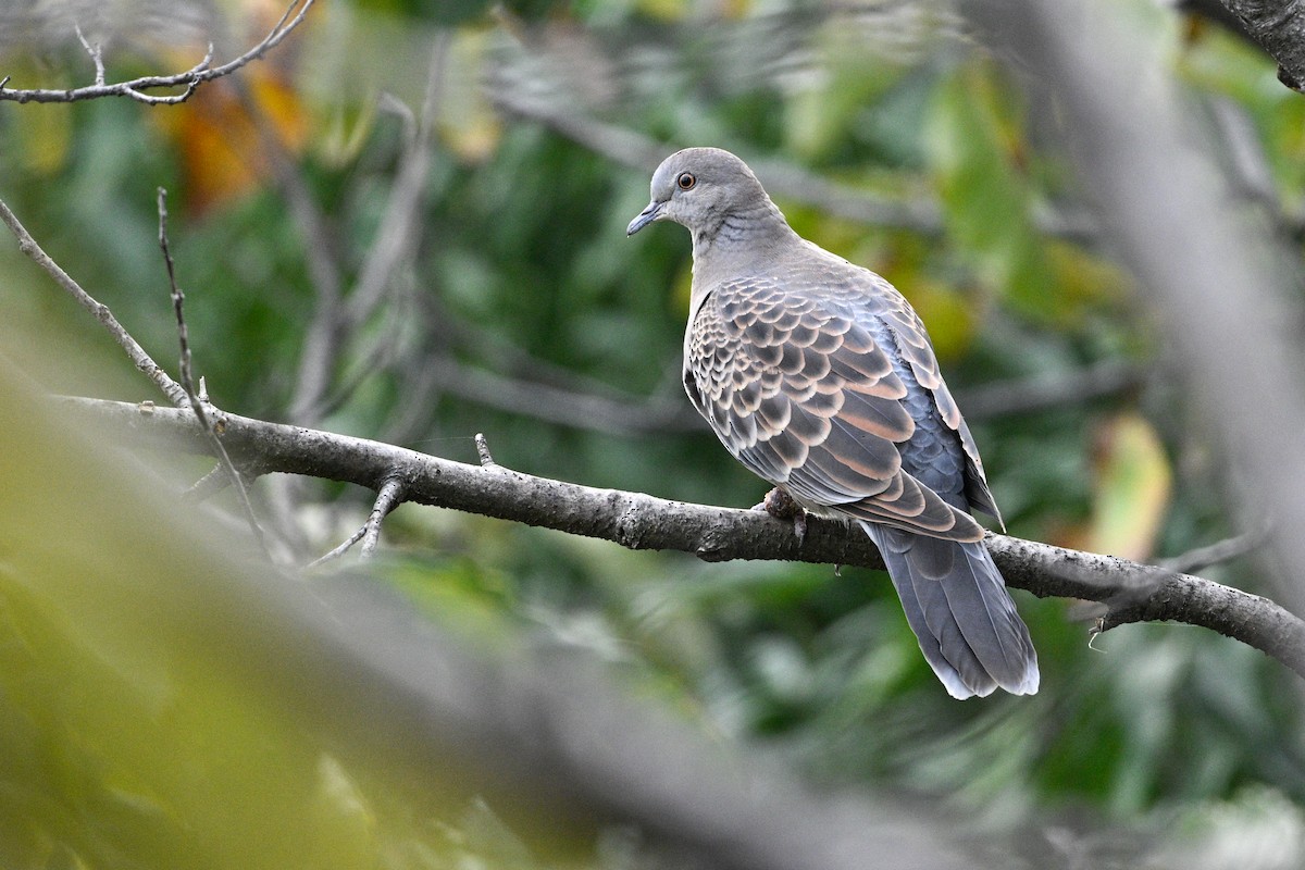 hrdlička východní - ML646343654