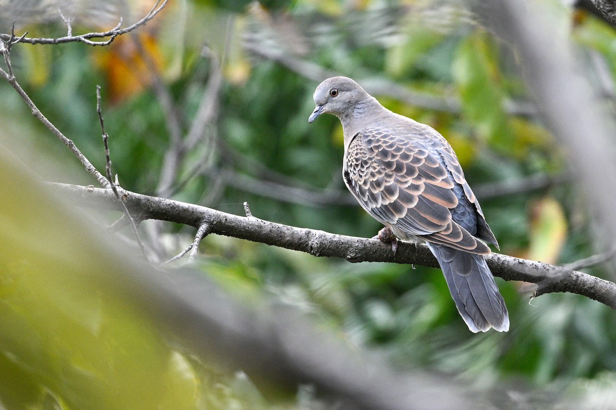 hrdlička východní - ML646343655