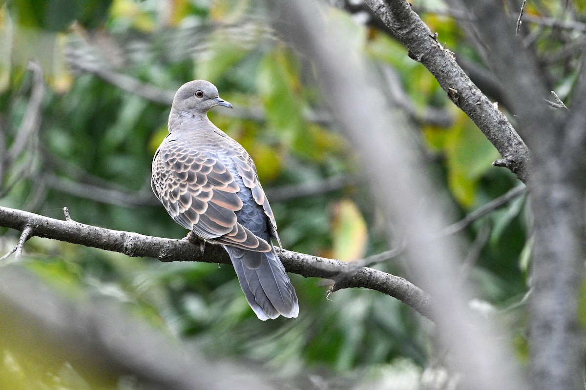 hrdlička východní - ML646343656