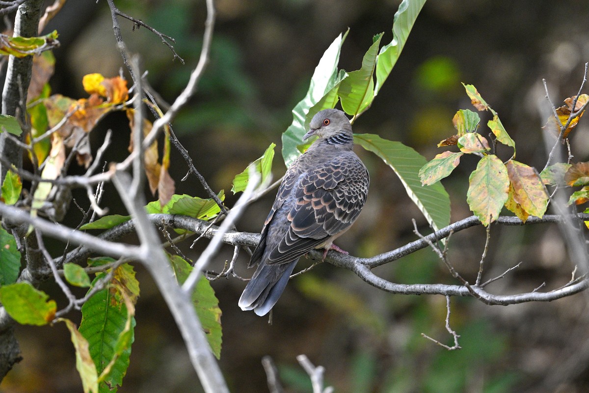 hrdlička východní - ML646343657