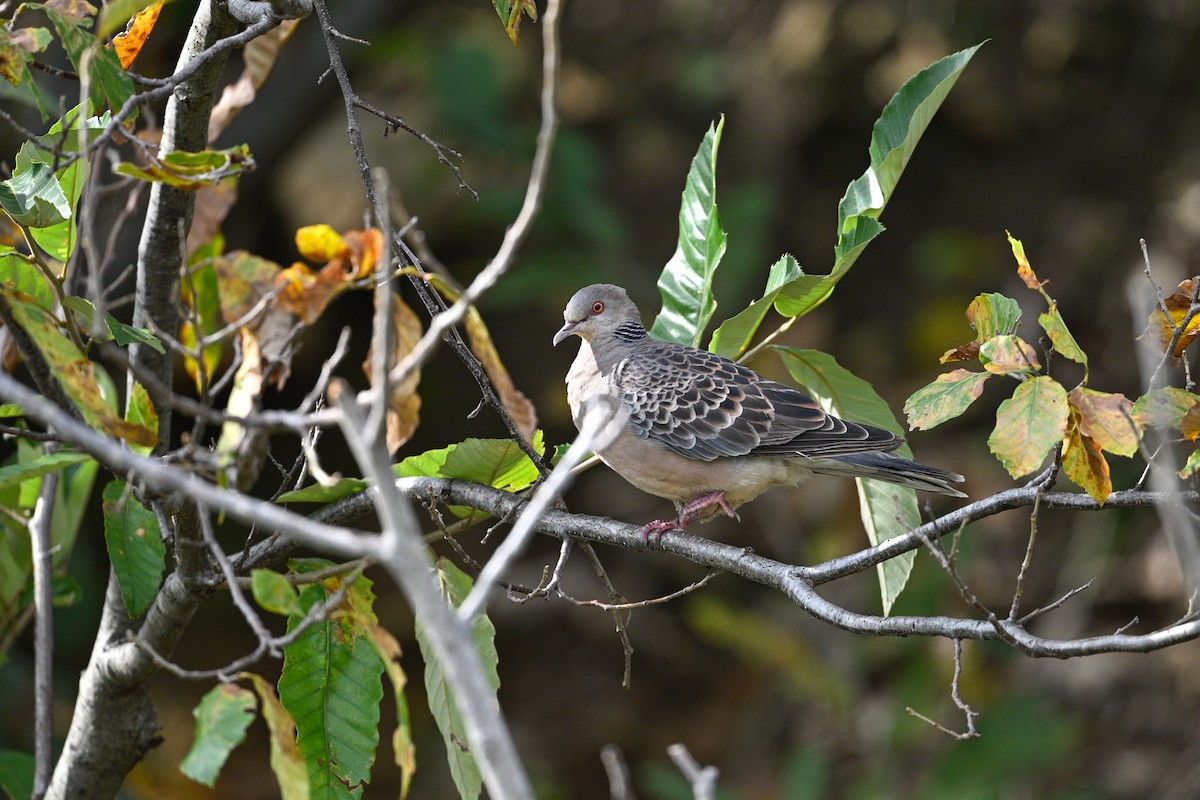 hrdlička východní - ML646343658