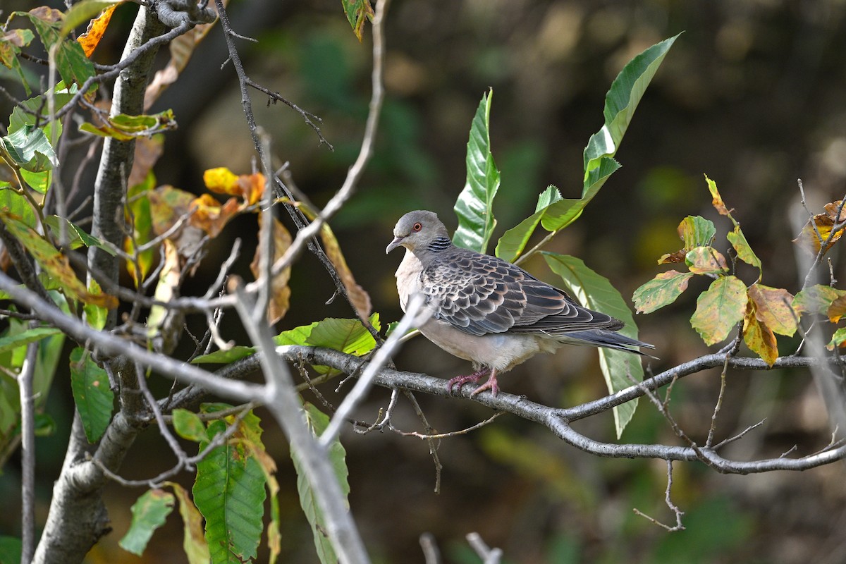 hrdlička východní - ML646343659