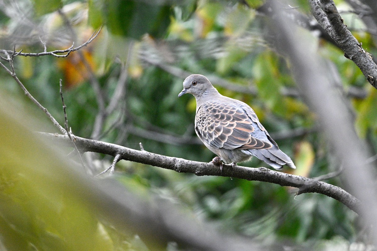 hrdlička východní - ML646343660