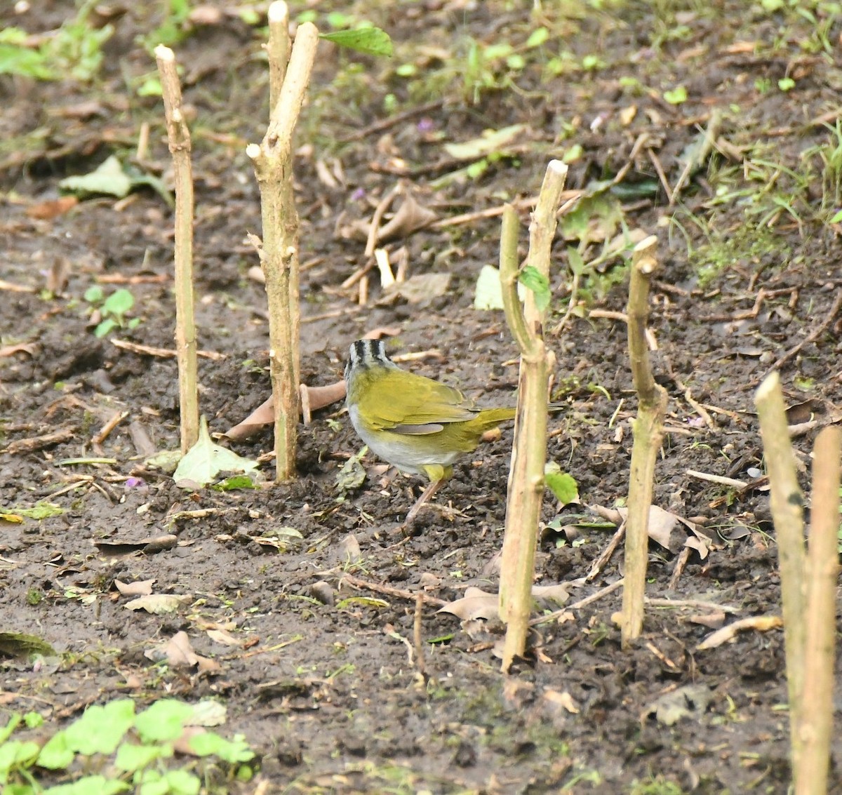 Black-striped Sparrow - ML646343661
