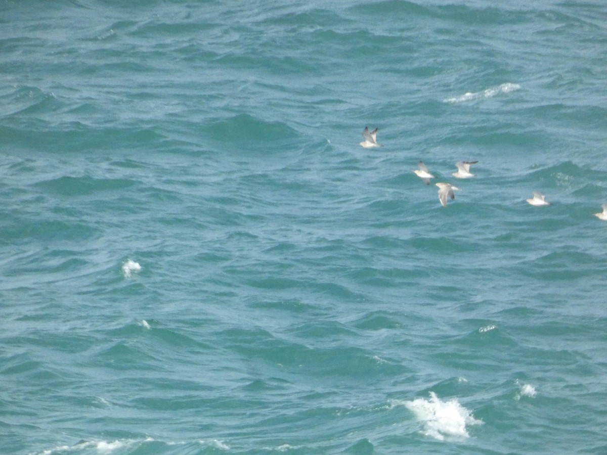 buřňák atlantský - ML646343662