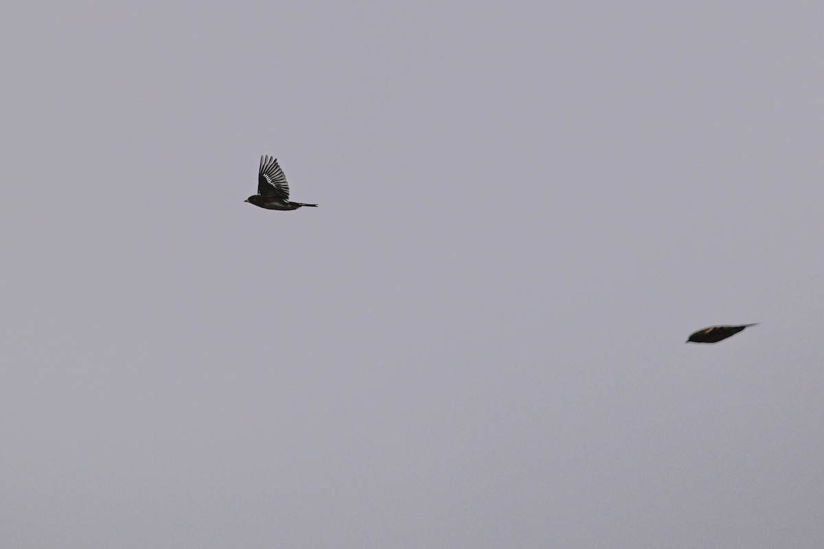 pěnkava jikavec - ML646343664