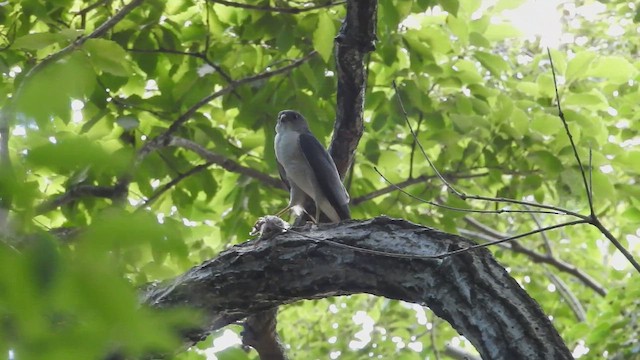 krahujec menší - ML646343665