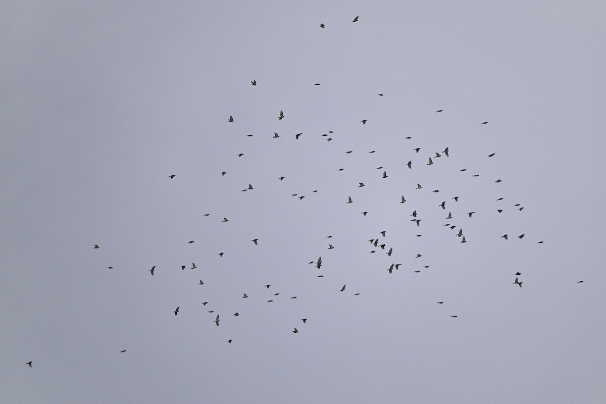 pěnkava jikavec - ML646343666