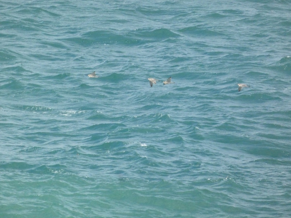 buřňák atlantský - ML646343667