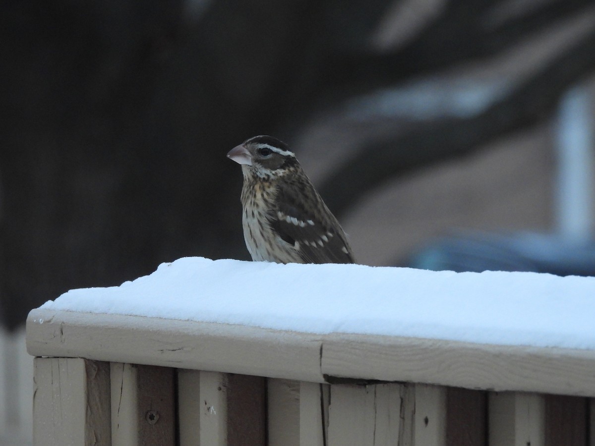 Rose-breasted Grosbeak - ML646343668