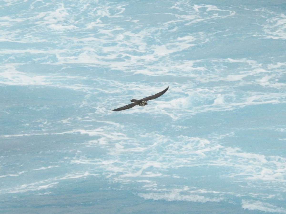 Peregrine Falcon - ML646343669