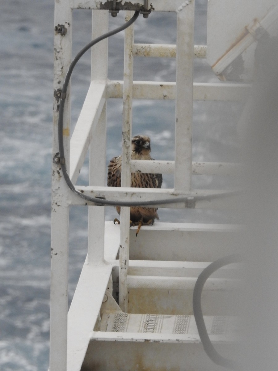 Peregrine Falcon - ML646343670