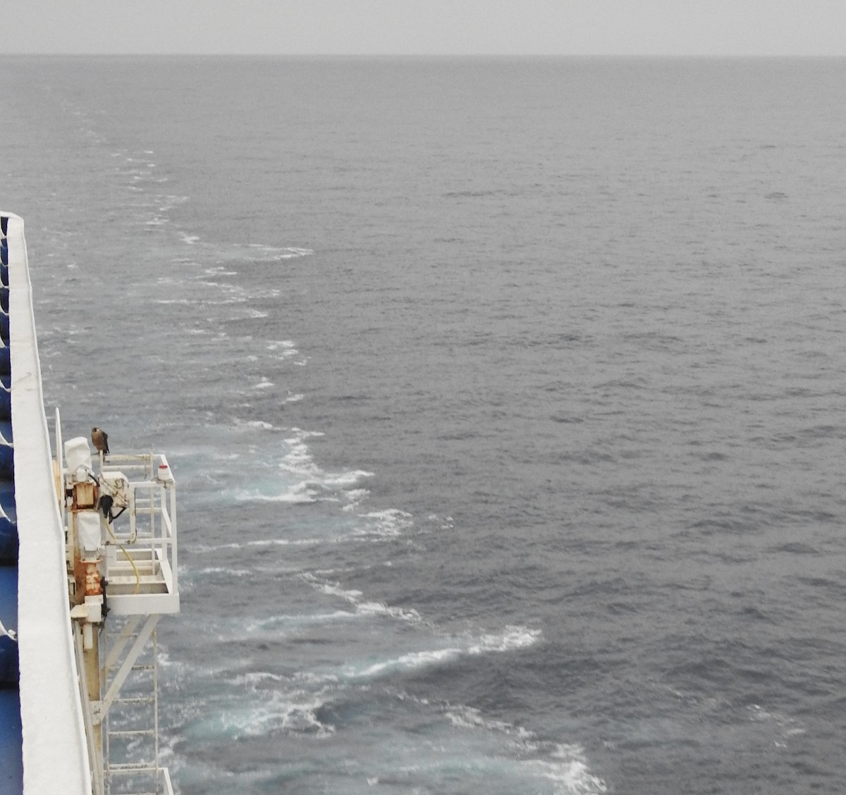 Peregrine Falcon - ML646343671