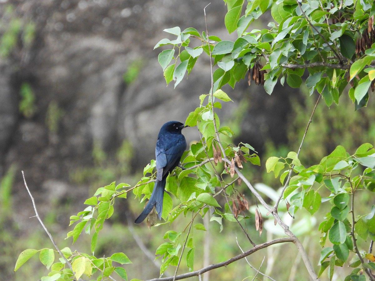 drongo černý - ML646343672