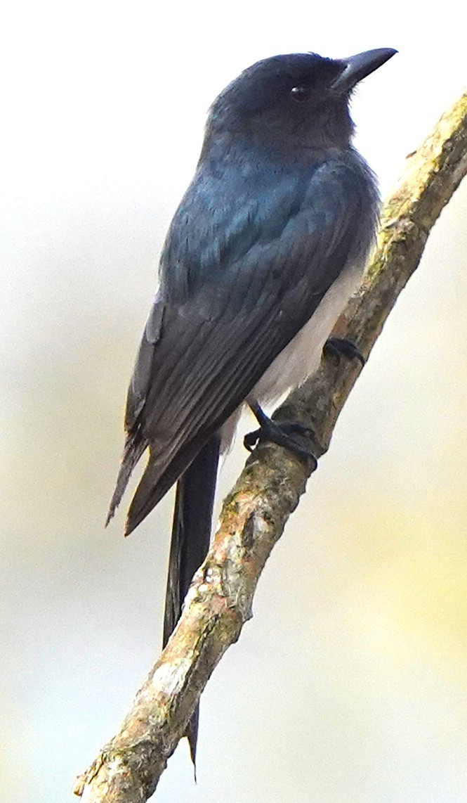 drongo šedobřichý - ML646343673