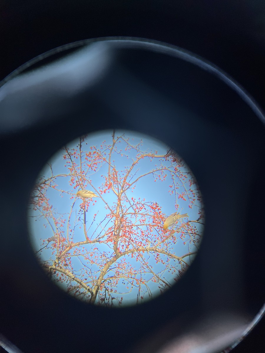 Pine Grosbeak - ML646343676