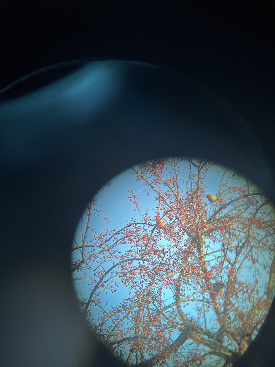 Pine Grosbeak - ML646343677