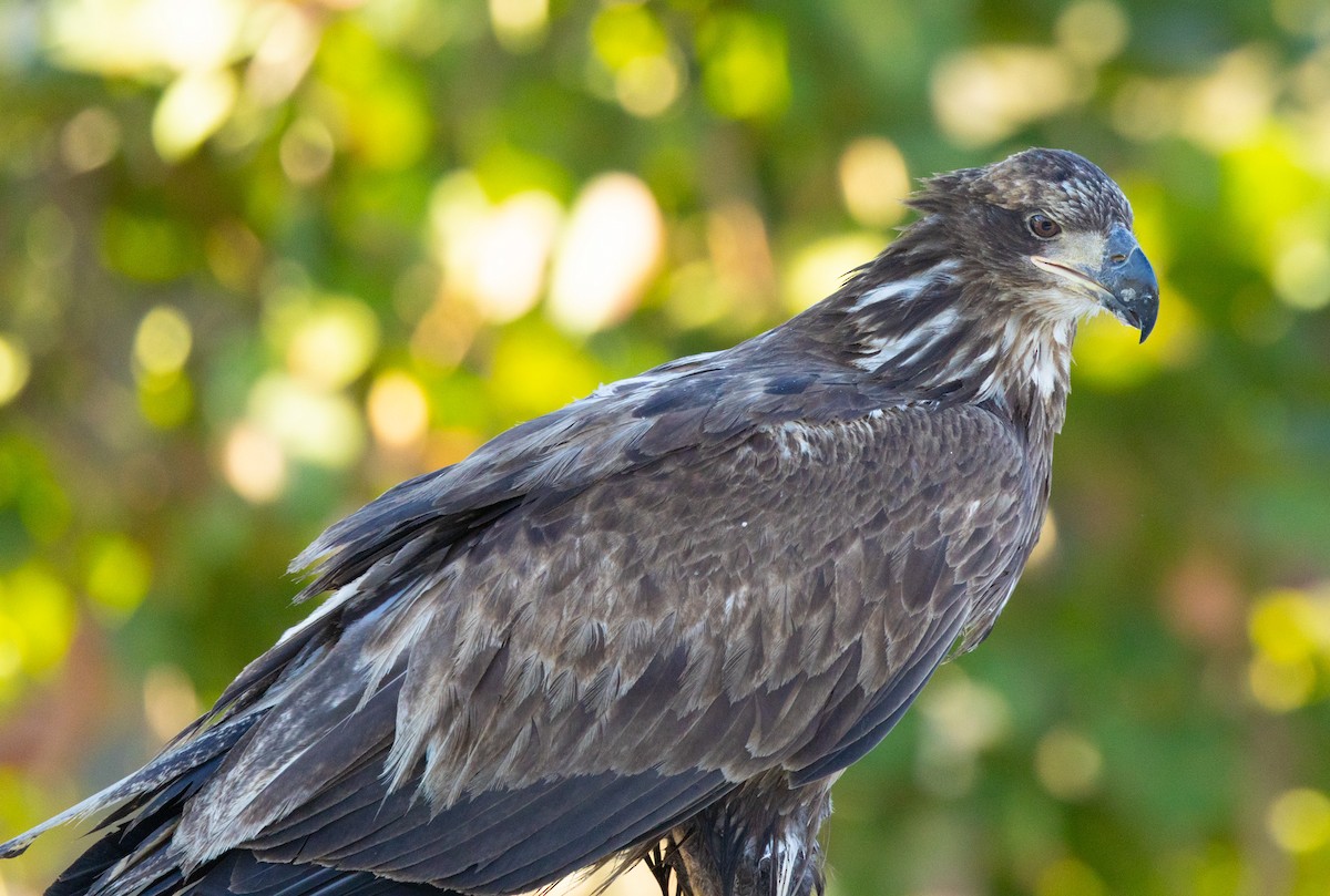 orel bělohlavý - ML646343678