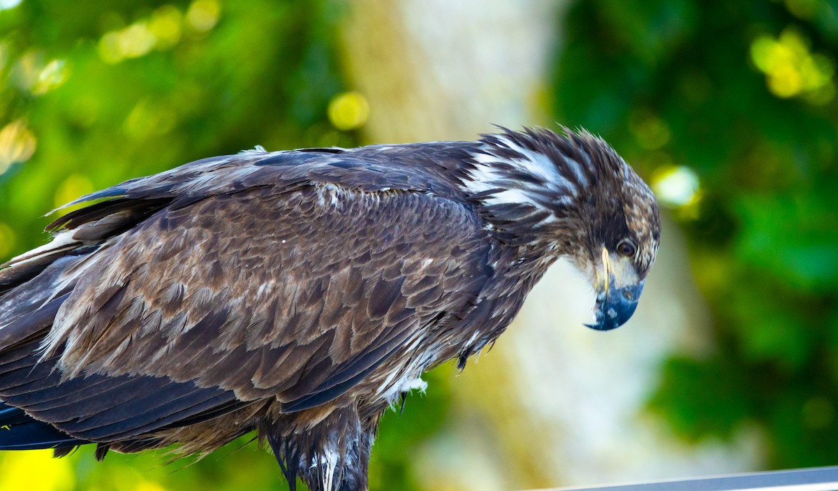 orel bělohlavý - ML646343679