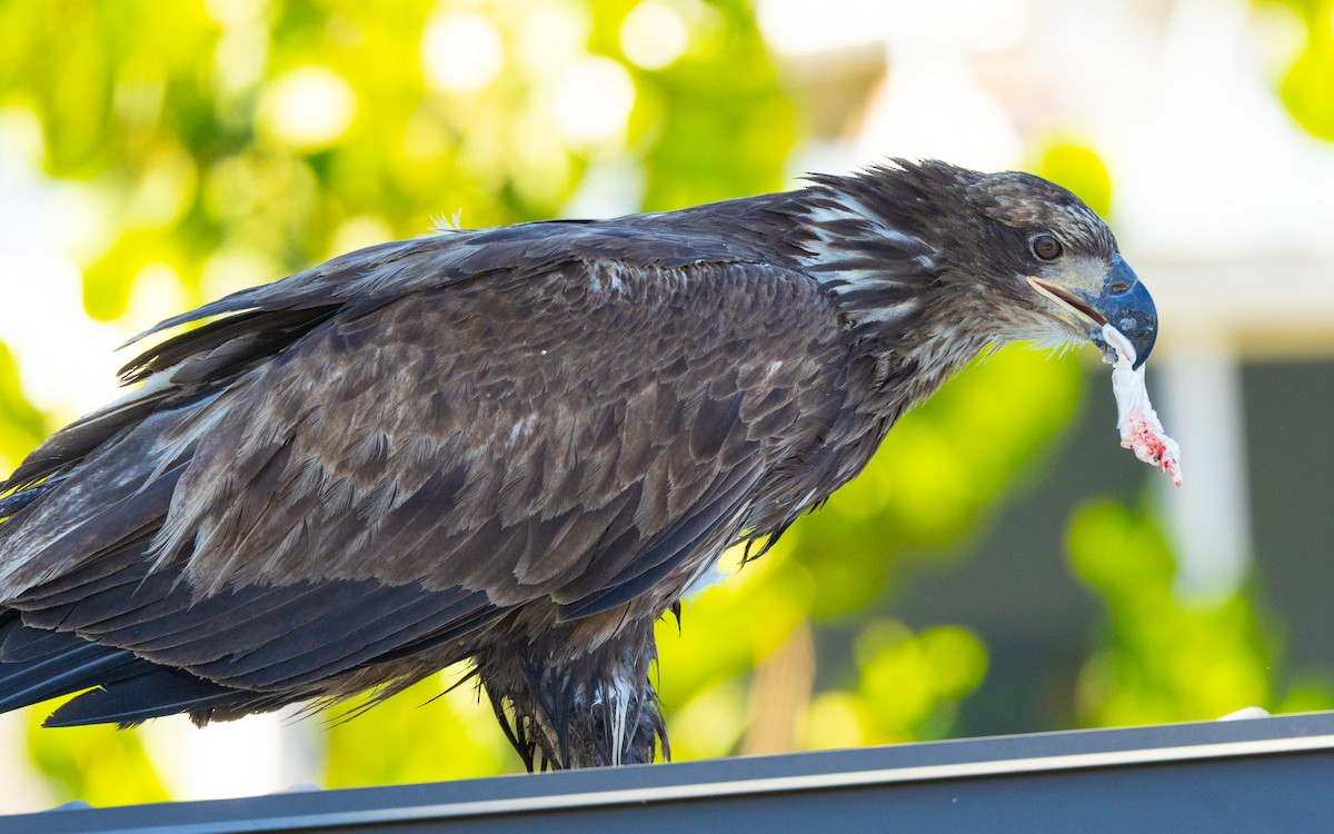 orel bělohlavý - ML646343680