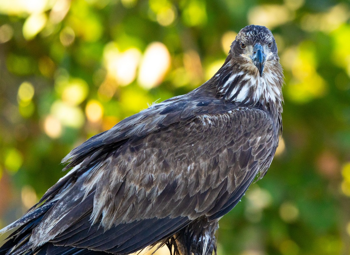 orel bělohlavý - ML646343681