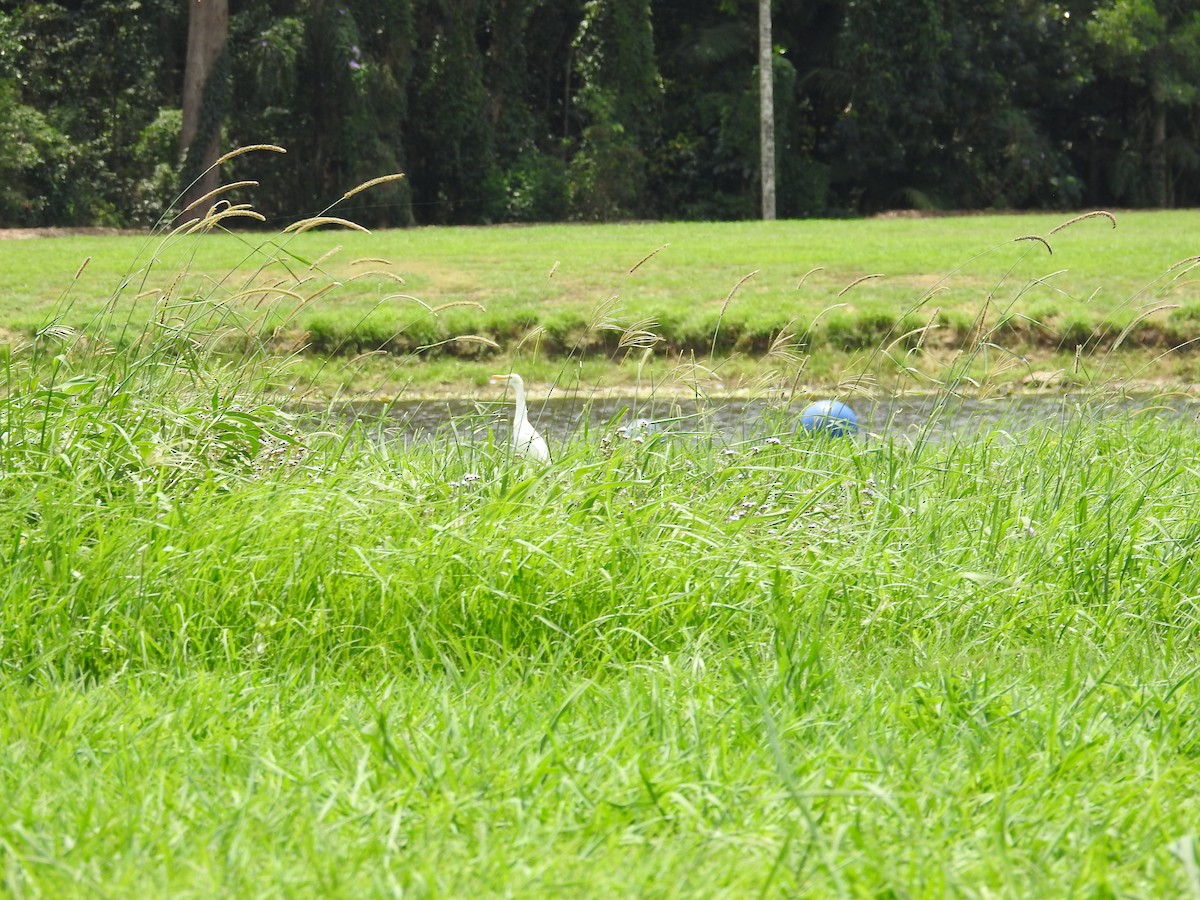 Eastern Cattle-Egret - ML646343682