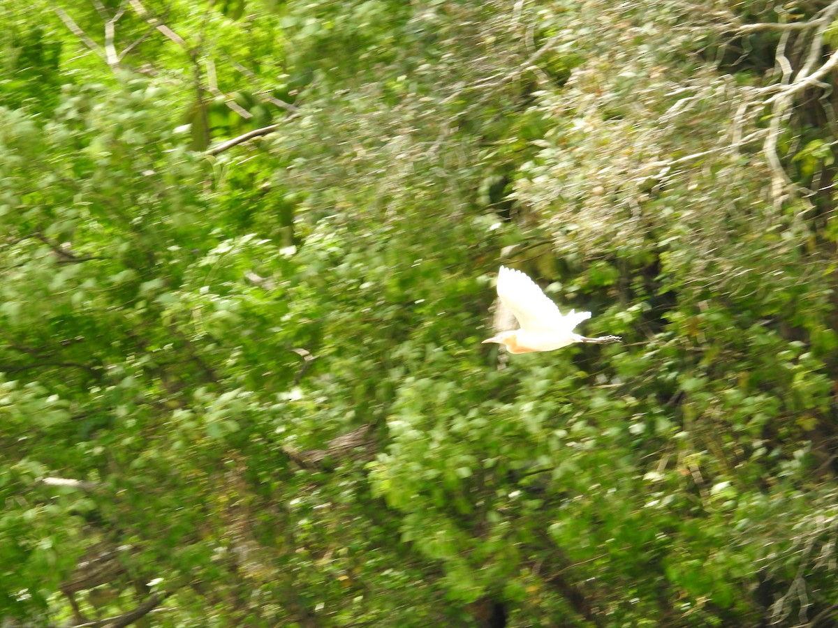 Eastern Cattle-Egret - ML646343683