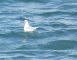 Mediterranean Gull - ML646343684