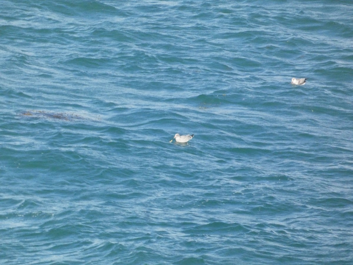 Mediterranean Gull - ML646343685