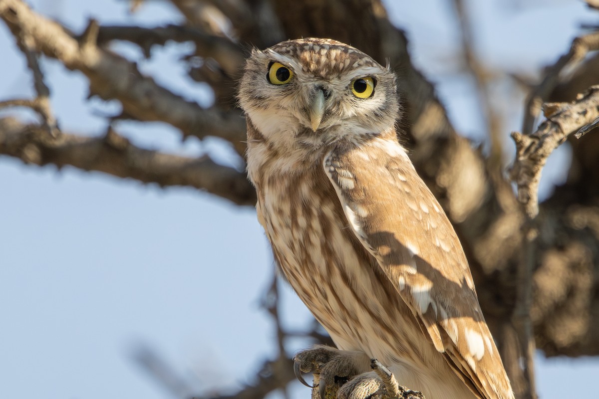 Little Owl - ML646343687