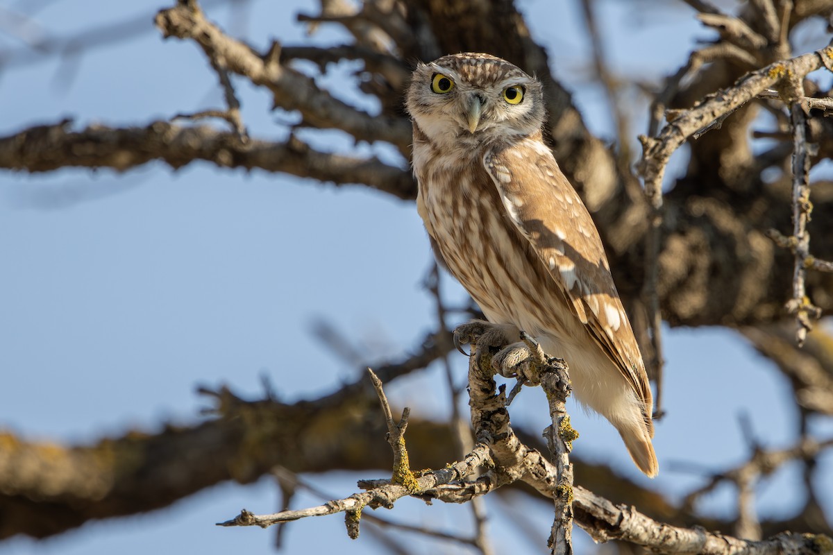 Little Owl - ML646343688