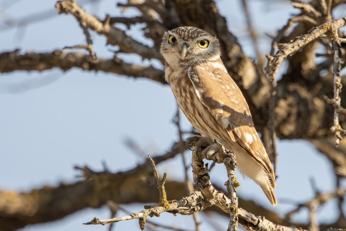 Little Owl - ML646343689